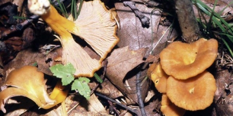 Šta raditi sa pečurkama lisičarkama nakon branja